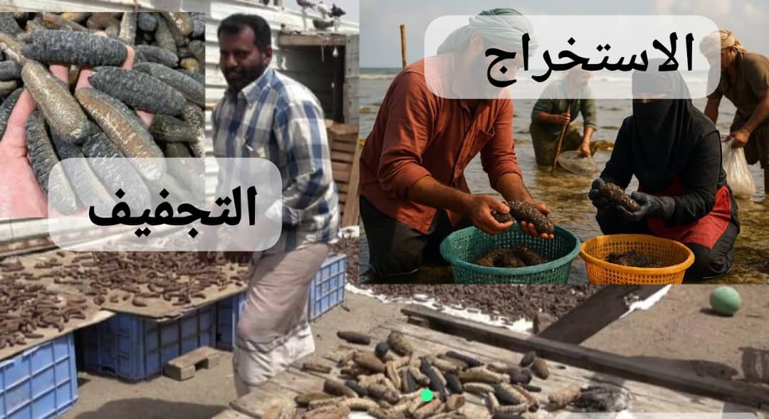 ( "الأخوار اليمنية(حضانة طبيعية لثروة خيار البحر "الثروة الصامته